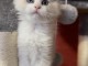 chatons ragdoll pour adoption 