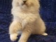 chatons ragdoll pour adoption 