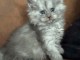 magnifique chatons Maine coon disponible 