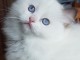 Je donner chatons ragdoll disponible 