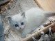 Chatons ragdoll disponible 