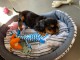 chiot cavalier king charle disponible pour adoption 