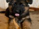 Dons chiot berger allemand disponible 