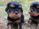 chiot cavalier king charle disponible 