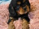 adorable chiot cavalier king charle 