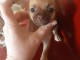 Chiot chihuahua disponible pour adoption 