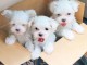 Adoption chiot bichon maltais disponible 