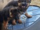 chiot berger allemand disponible 