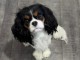 je donne des chiots cavalier king charle 