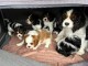 Adoption chiot cavalier king charle 