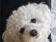 Chiot bichon maltais à adopter 