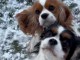 Chiot cavalier king charle disponible 