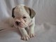 Chiot bouledogue français disponible 