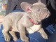 chiot bouledogue français disponible 