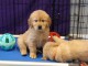 chiot golden retriever pour adoption 