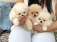 Chiot spitz nain disponible 