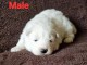 Chiot samoyède mâle disponible 