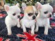 Chiot chihuahua disponible pour adoption 