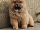 Adorable chiot chow-chow lof 