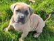 Magnifique chiot cane Corso mâle 