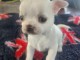 chiot chihuahua chihuahua femelle disponible 