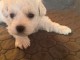 chiot bichon frisé pour compagnie 