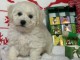 Dons chiot bichon frisé femelle disponible 