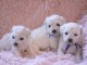 Adoption chiot bichon disponible 