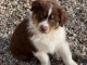 chiot berger australien disponible 