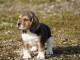 chiot beagle disponible 