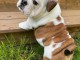 Chiot bulldog anglais disponible pour adoption 