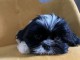 Chiot Shih Tzu à donner 