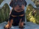 Chiot rottweiler à donner 