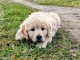 chiot golden retriever pour adoption 