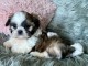 chiot Shih Tzu à donner 