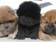 Chiot chow-chow pour adoption 