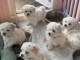 Adoption chiot bichon disponible 