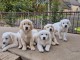 Adorable chiot golden retriever à donner 