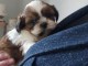 chiot Shih Tzu à donner 