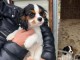 chiot cavalier king charle disponible 