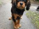 Je donne chiot cavalier king charle disponible 