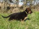 Adoption chiot berger allemand disponible 