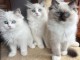 Adoption chatons ragdoll disponible 