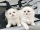 Je donne chatons ragdoll disponible 