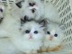 Adoption chatons ragdoll disponible 