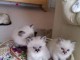 Adoption chatons ragdoll disponible 