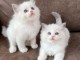 Je donne chatons ragdoll disponible 