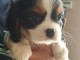 Magnifique chiot cavalier king charle lof 