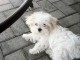 Adoption chiot bichon maltais 