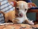 Adoption chiot chihuahua disponible 